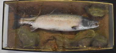 Taxidermy study of a salmon in glazed bow fronted case with gilt lettering 'Salmon caught by David