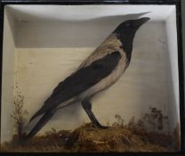 Taxidermy study of a hooded crow, in glazed case, W48 x D20 x H40cm