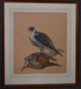 Watercolour of a Peregrine Falcon with prey, signed Masters (David), 47 x 41.5cm