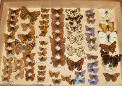 A collection of British butterflies