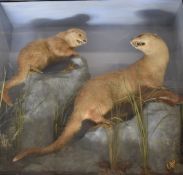 Taxidermy study of two otters with fish in naturalistic surroundings, in glazed case, W93 x D27 x