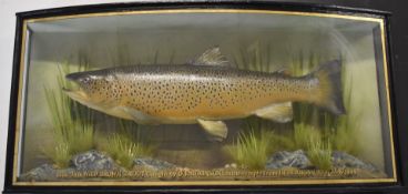 Taxidermy study of a brown trout in a glazed bow fronted case with gilt script '6lbs-9oz Wild