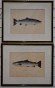 P.D Malloch Perth pair of watercolour studies of fish, both titled River Wye 1932, one Salmon 38½