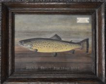 John Macpherson (19th/20thC Inverness taxidermist) oil on board 'Brown Trout 3lb 4oz 1937', 21 x