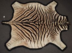 Burchell Zebra skin / taxidermy interest rug mounted on felt, with Natal Parks Board permit, 150 x