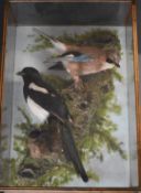Taxidermy study of a magpie and a jay, in a glazed wooden case, the taxidermist probably C J Elliot,