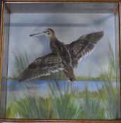 Taxidermy study of a snipe in flight, in a glazed wood case, W 44 x D13.5 x H44cm, with suspension