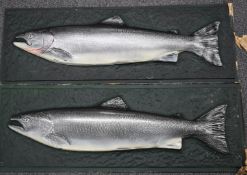 Two fibreglass taxidermy interest salmon mounts/plaques, 38 x 106cm