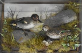 Taxidermy study of a pair of teal on a nest, in glazed case, taxidermist Tony Armistead, W62 x D18 x