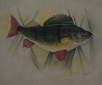 Harry Ayrton (Royal Worcester artist), watercolour of a perch, signed lower right, 18 x 21cm, in