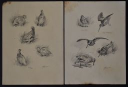 John Cyril Harrison (1898-1985) two pages of pencil drawings of birds comprising snipe, partridge