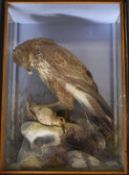 Late 19th/20thC taxidermy study of a buzzard with prey in naturalistic setting within a glazed case,