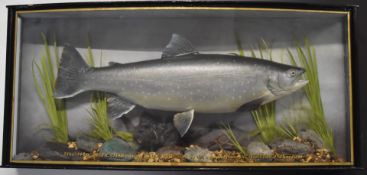 Taxidermy study of an Arctic char in glazed bow fronted case with gilt script '8lbs-14oz. Arctic