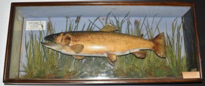 Taxidermy study of a brown trout in glazed case, label within 'Trout-Salmo-Trutta- Taken by A E