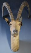 Taxidermy study of an ibex, H63cm