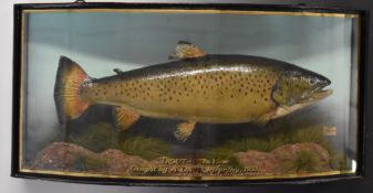 Taxidermy study of a brown trout in glazed bow fronted case, with gilt script 'Trout 6lb 15ozs