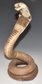 Taxidermy study of a cobra or similar snake, 31cm tall