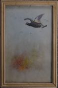 Jas (James) Stinton (Royal Worcester artist 1870-1961), watercolour pheasant in flight, signed lower