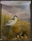 Taxidermy study of an avocet hatching chicks (replica eggs), in glazed case, taxidermist