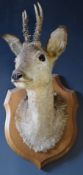 Taxidermy Roe deer head mounted on wooden shield, H58cm