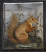 19thC taxidermy study of a red squirrel in glazed case, W27 x D11 x H30cm