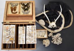 Natural History / taxidermy items including large collection of mounted butterflies, entomological