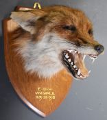 Taxidermy study of a fox mask with 'EDH Whimple 12-12-58' in gilt lettering to the oak plaque,