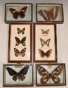 A collection of framed and mounted butterflies