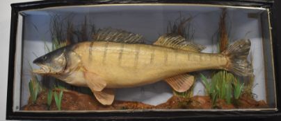 Taxidermy study of a zander in glazed bow fronted case, taxidermist Robert Stuart, Aldershot, W90