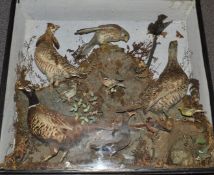 Late 19th/20thC taxidermy study to include Pheasant, Water Rail, Bullfinch, Chaffinch, Hedgehog,