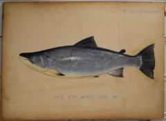 P.D Malloch Perth watercolour study of a Salmon, titled H.F.S, 38lb 27th April 1924 38lb, 29.5 x