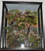 Taxidermy study of jays feeding chicks, in large glazed case, W65 x D30 x H77cm
