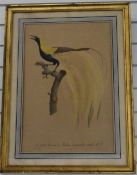 After Barraband etching No4 Le Petit Oiseau de Paradis Emeraude, male No4 bird on a branch, 53 x