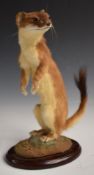 Taxidermy study of a stoat or short-tailed weasel standing on its hind legs, on naturalistic base
