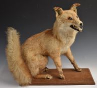 Taxidermy study of a fox on wooden plinth, H52cm