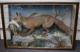 Edwardian Jeffries of Carmarthen taxidermy study of a fox with white fowl prey in naturalistic