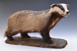 Taxidermy study of a badger on naturalistic base, length 73cm