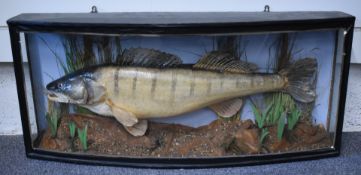 Taxidermy study of a zander in glazed bow fronted case, taxidermist Robert Stuart, Aldershot, W90