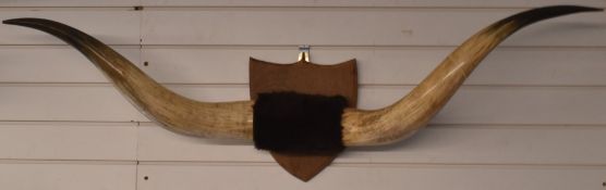 A pair of taxidermy American buffalo horns mounted on shield shaped wooden wall plaque, width 136cm