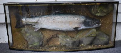 Taxidermy study of a salmon in glazed bow fronted case with gilt lettering 'Salmon caught by David