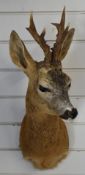 Taxidermy roe deer head and shoulder mount, base of chest to tip of horns 64cm