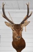 Taxidermy study red deer stag head and shoulder mount with eight point antlers, base of chest to tip