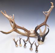 Taxidermy pair of stag antlers (width 63cm) together with a similar single antler, a pair of