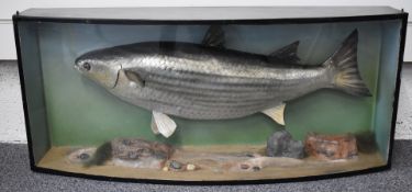 Taxidermy study of a thick lipped mullet in glazed bow fronted case, with gilt script 'Thick