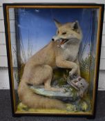 Edwardian J Hutchings of Aberystwyth taxidermy study of a fox with grey partridge prey in