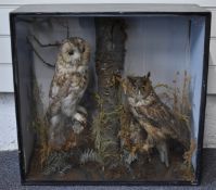 Edwardian taxidermy study of a Tawny and Long Eared Owl, W58 x D23 x H56cm