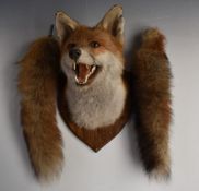 Taxidermy study of a fox mask mounted on wooden shield shaped wall plaque together with two fox