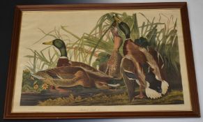 After J J Audobon lithograph 'Mallard Duck Anas Boschas', 63 x 97cm, glazed and in oak frame.