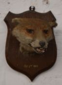 Taxidermy fox mask study mounted on a wooden plinth, dated 1913, H31cm