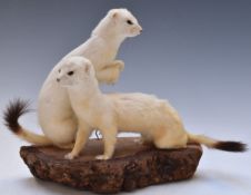 Taxidermy study of a pair of stoats or short-tailed weasels both with their white winter coat, on